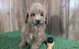 Miniature Poodle dogs for sale: Little Honey Girl 1 - Image 1