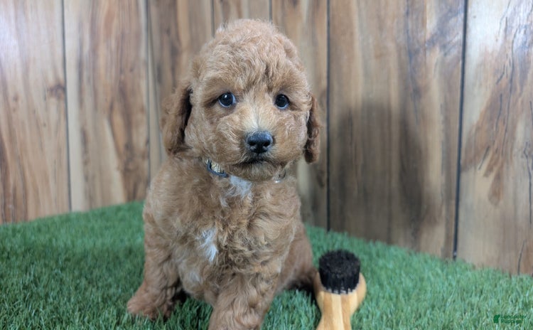 Miniature Poodle dogs for sale - Ad 2
