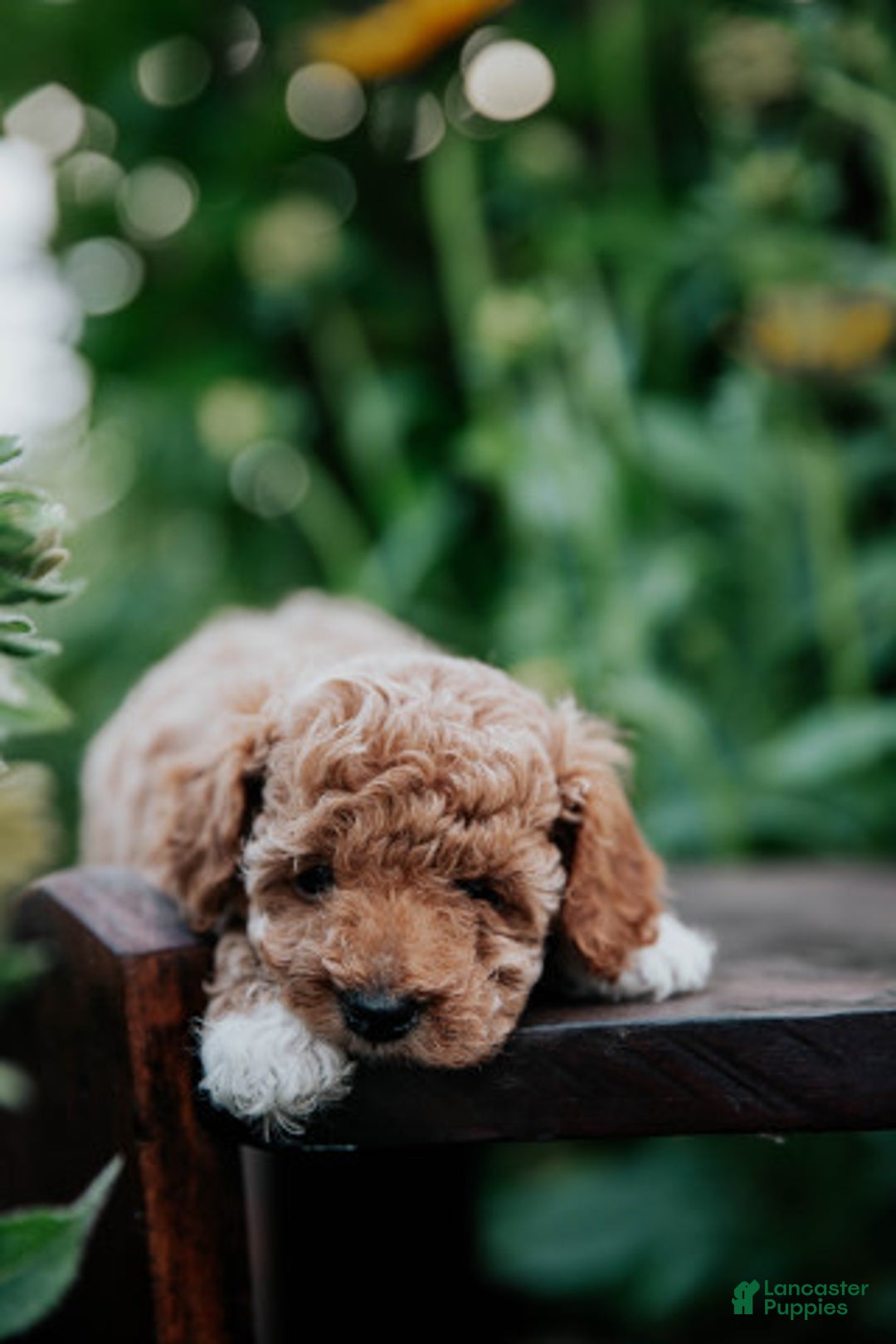 Miniature Poodle dogs for sale: Poppy - Image 6