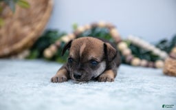 Chihuahua dogs for sale: Nikki - Image 2