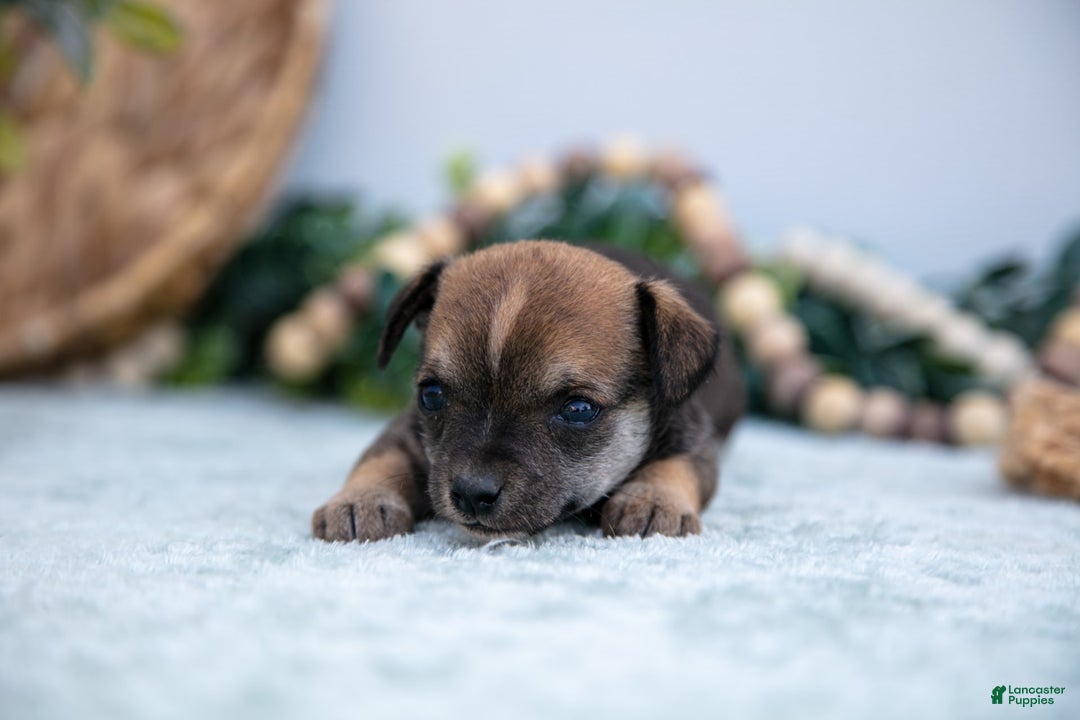 Chihuahua dogs for sale: Nikki - Image 2