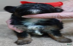 Yorkshire Terrier dogs for sale: Kai - Image 22