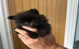 Pomeranian dogs for sale: Lorence - Image 2