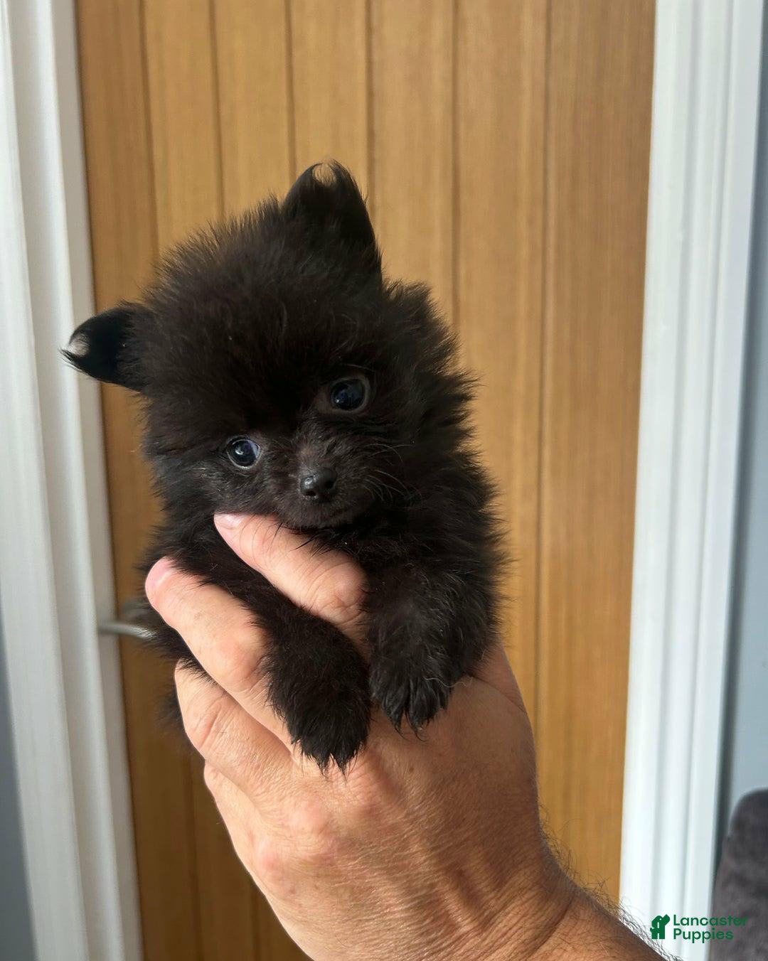 Pomeranian dogs for sale: Lorence - Image 2