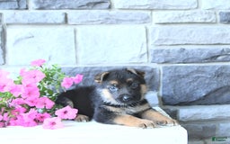 German Shepherd dogs for sale: Jet - Image 7
