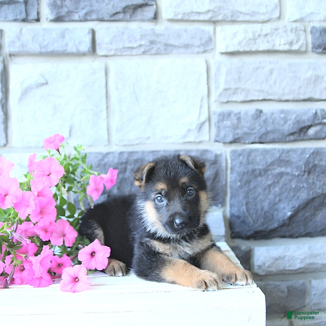 German Shepherd dogs for sale: Jet - Image 7
