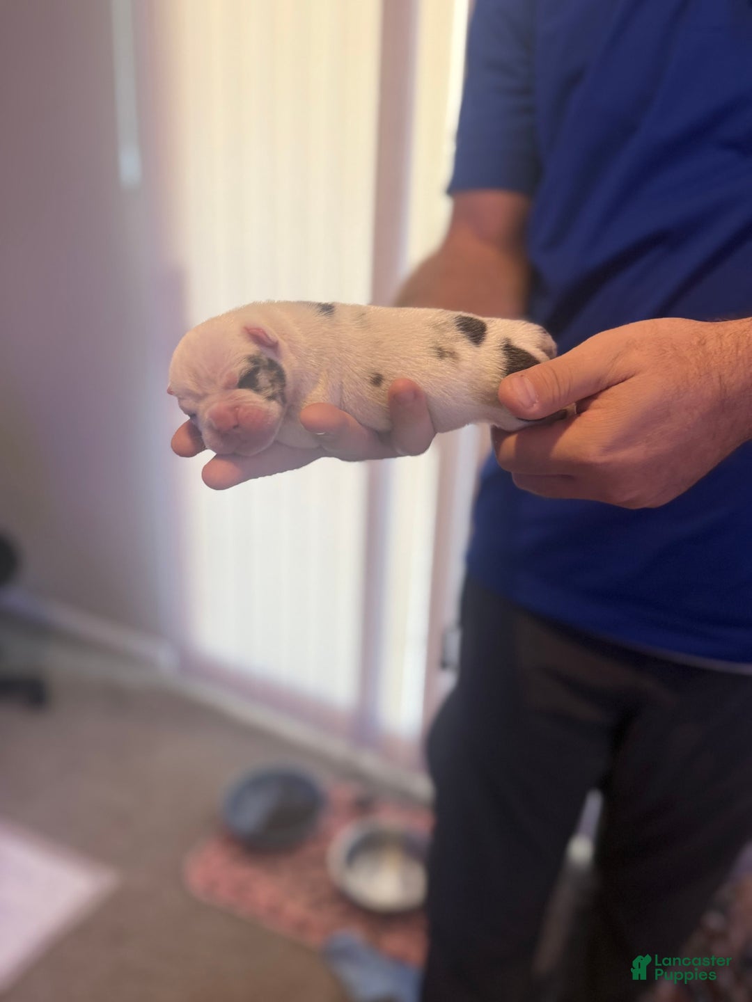 Olde English Bulldogge dogs for sale: Ghost - Image 4
