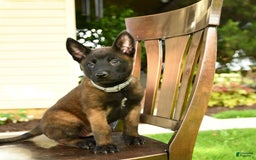 Belgian Malinois dogs for sale: Ace - Image 1