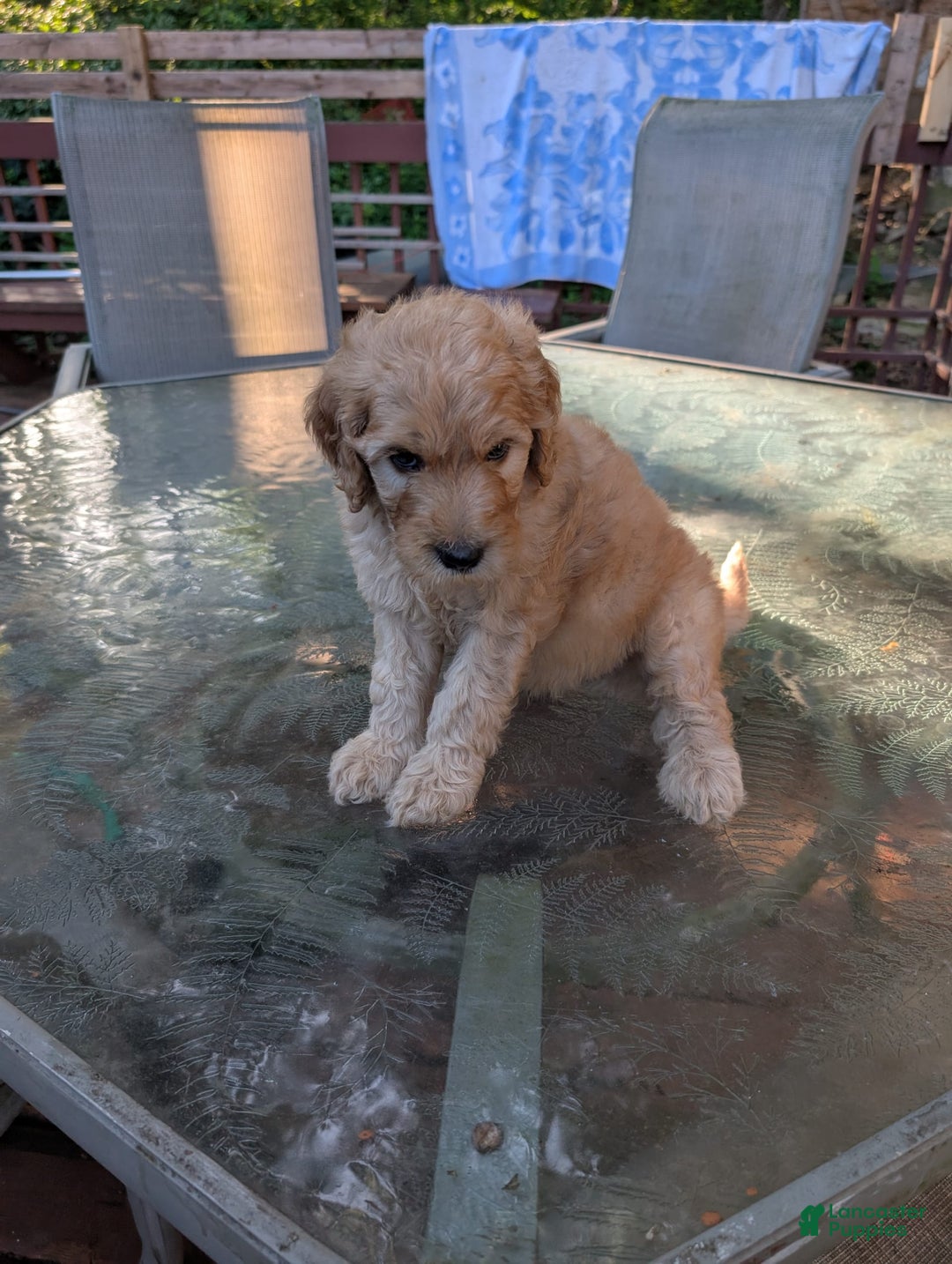 Goldendoodle dogs for sale: Bob - Image 1