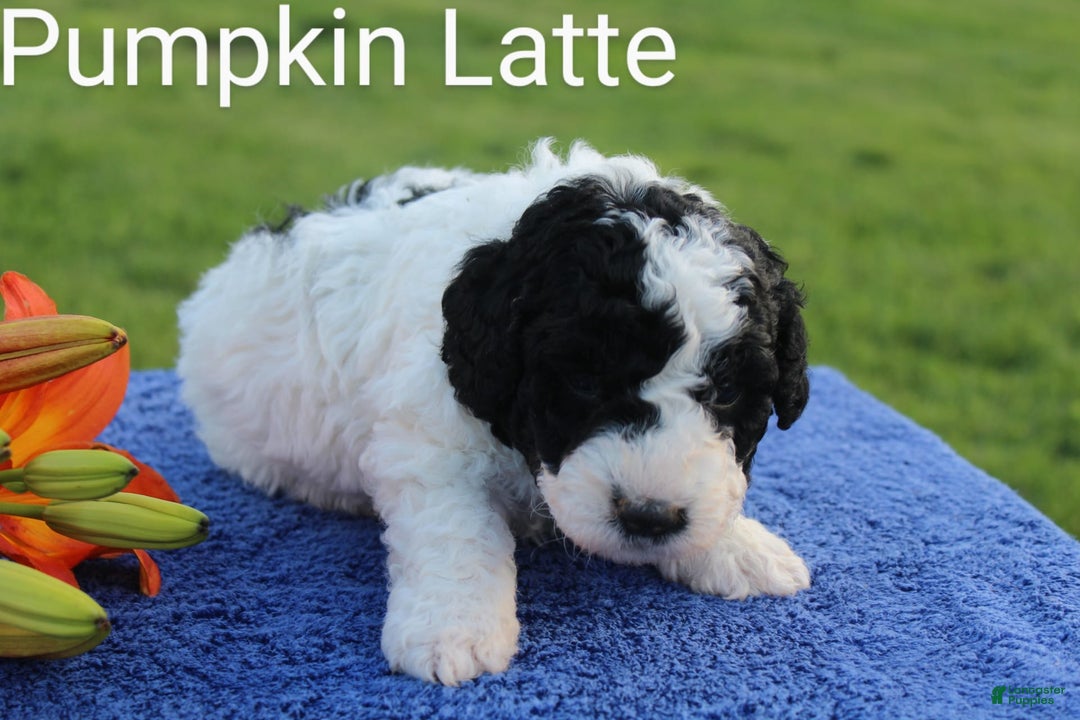 Spanish Water Dog dogs for sale: Pumpkin Latte - Image 2