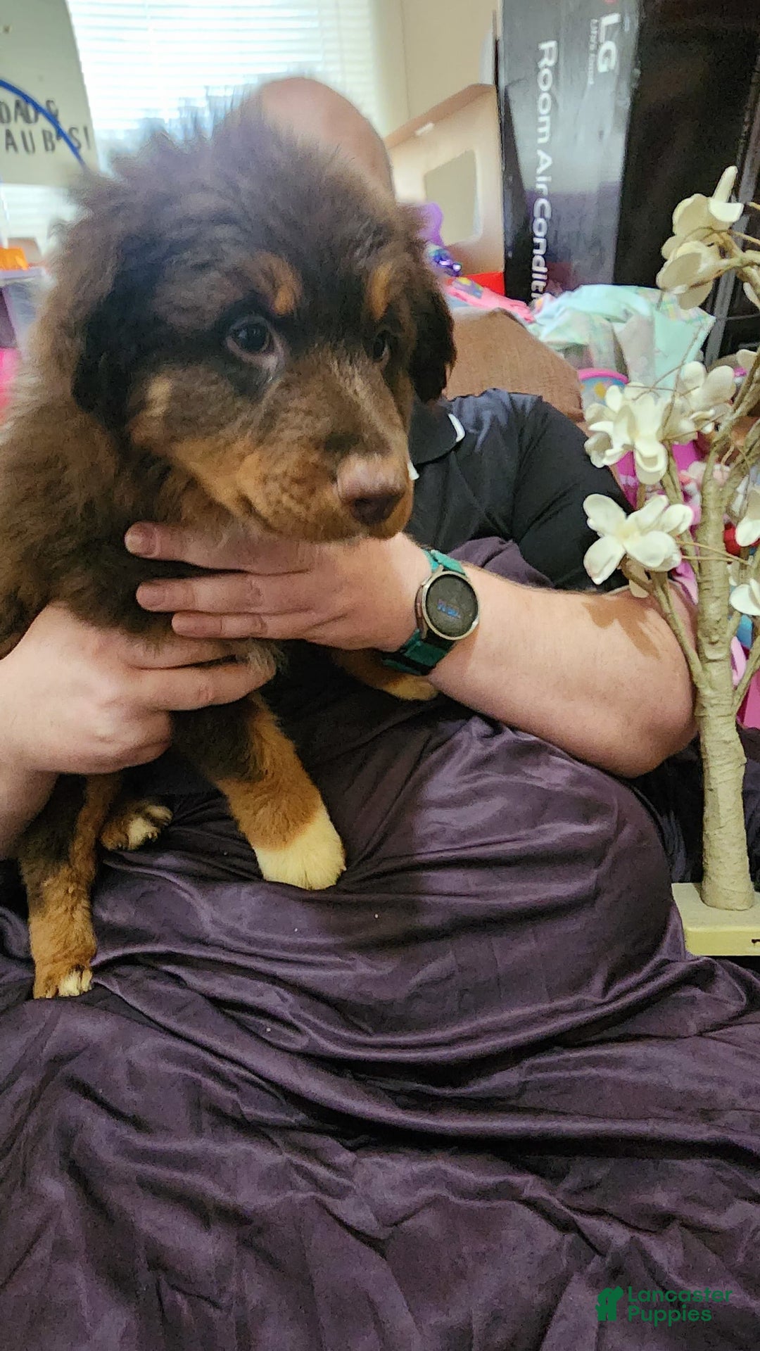 Australian Shepherd dogs for sale: Laura - Image 12