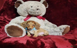 Miniature Dachshund dogs for sale: Tango - Image 2