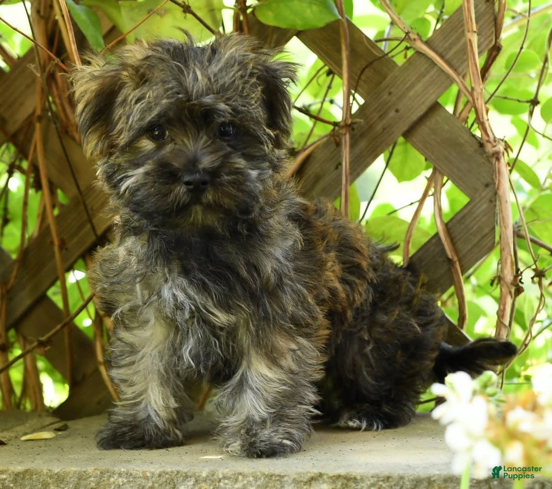 Morkie dogs for sale: Dallas - Image 9