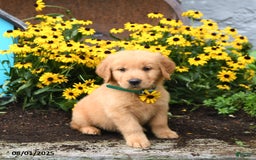 Golden Retriever dogs for sale: Finnegan - Image 5