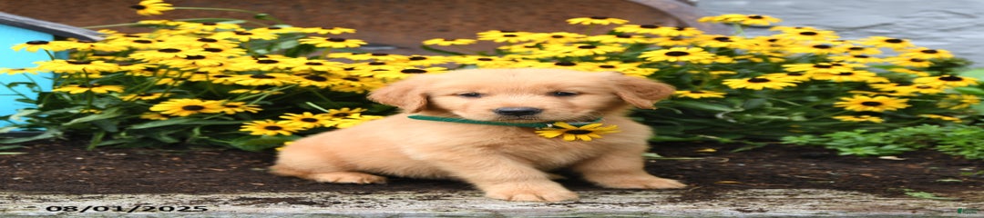 Finnegan
