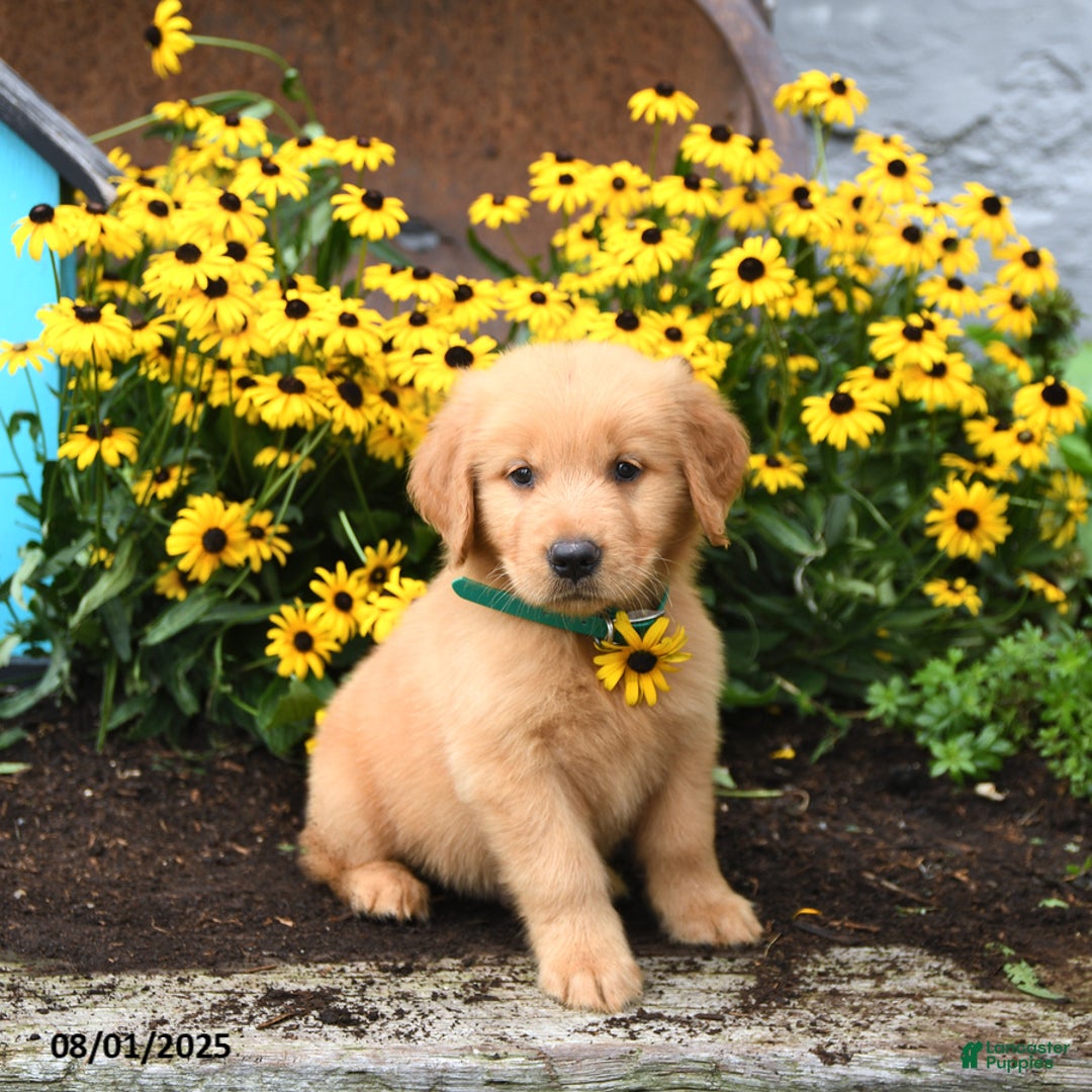 Golden Retriever dogs for sale: Finnegan - Image 5