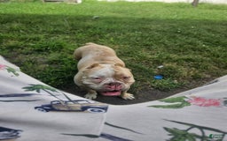American Bully dogs for sale: France - Image 10