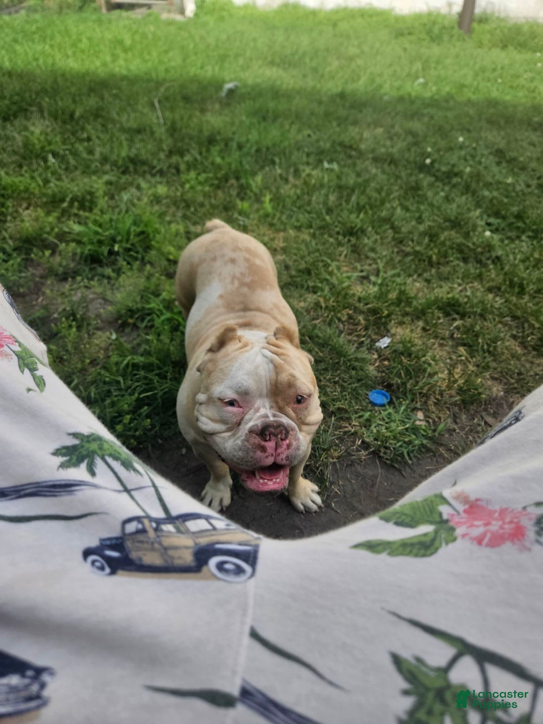 American Bully dogs for sale: France - Image 10