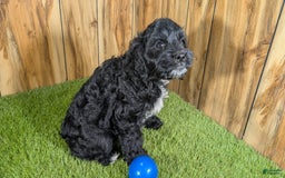 Cavapoo dogs for sale: Missy Boy 1 - Image 9