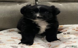 Miniature Australian Shepherd dogs for sale: Princess Jasmine - Image 3