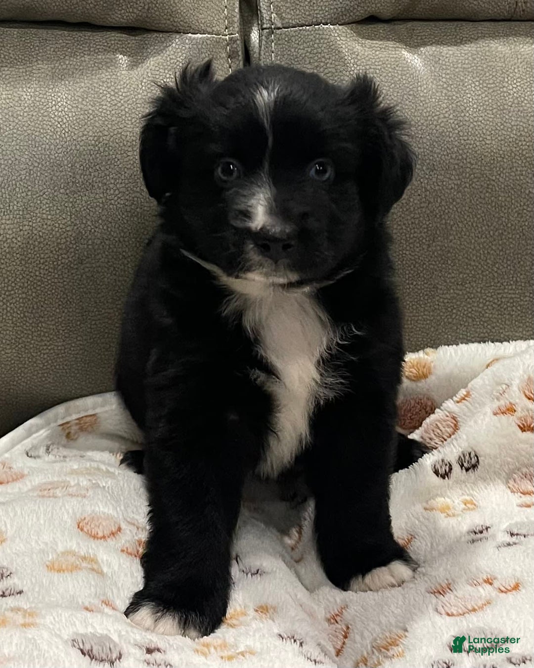 Miniature Australian Shepherd dogs for sale: Princess Jasmine - Image 3