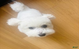 Bichon Frise dogs for sale: Zoe - Image 6