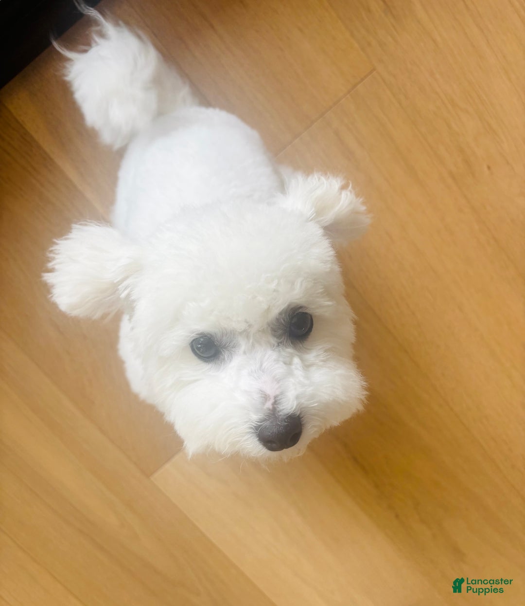 Bichon Frise dogs for sale: Zoe - Image 6