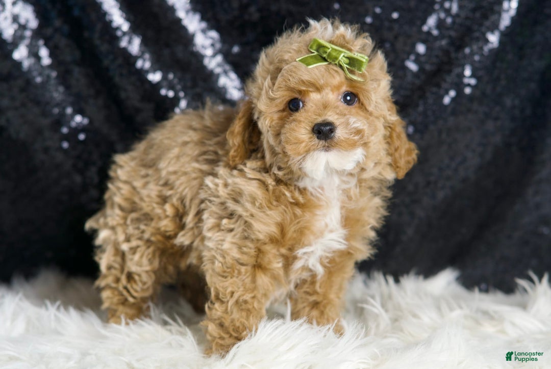 Maltipoo dogs for sale: Eminem - Image 3