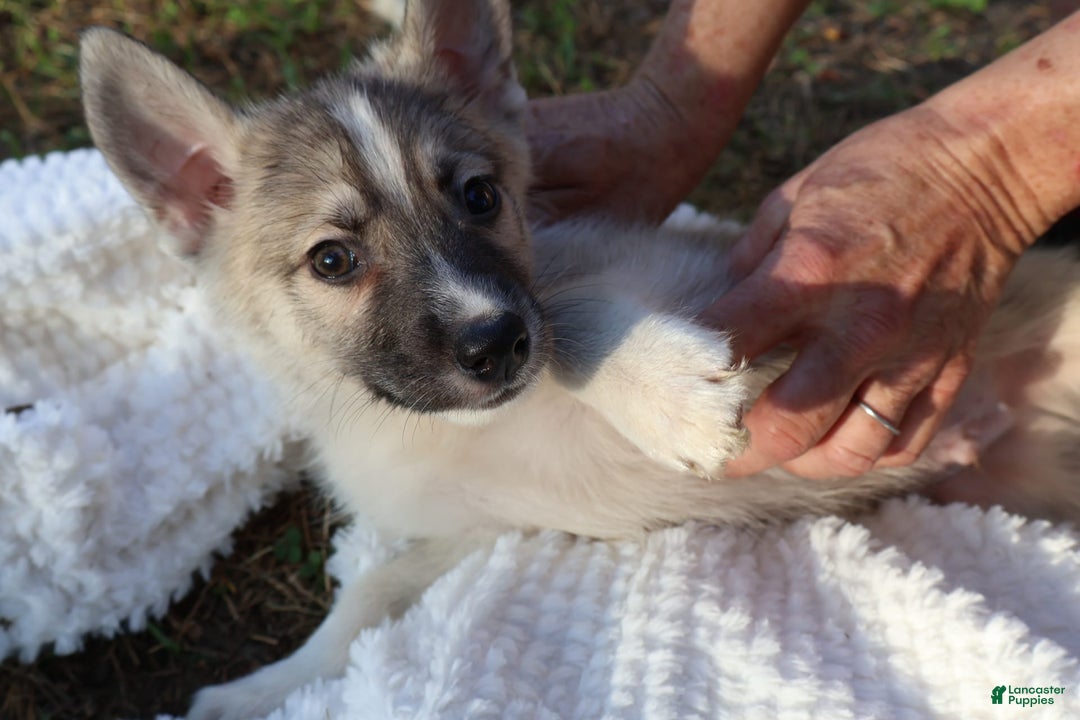 Gerberian Shepsky dogs for sale: Buddy - Image 8