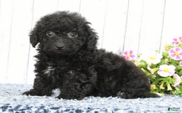 Havapoo dogs for sale: Alden - Image 5