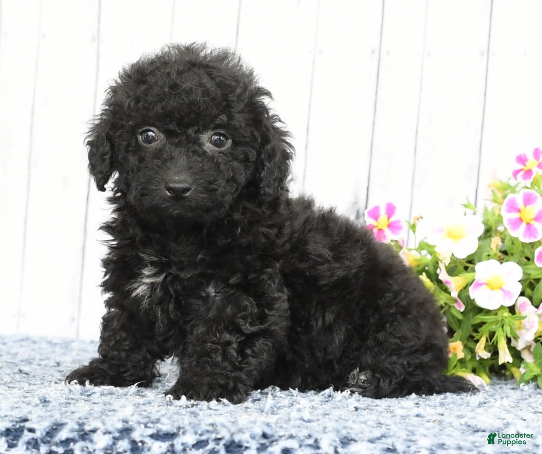 Havapoo dogs for sale: Alden - Image 5