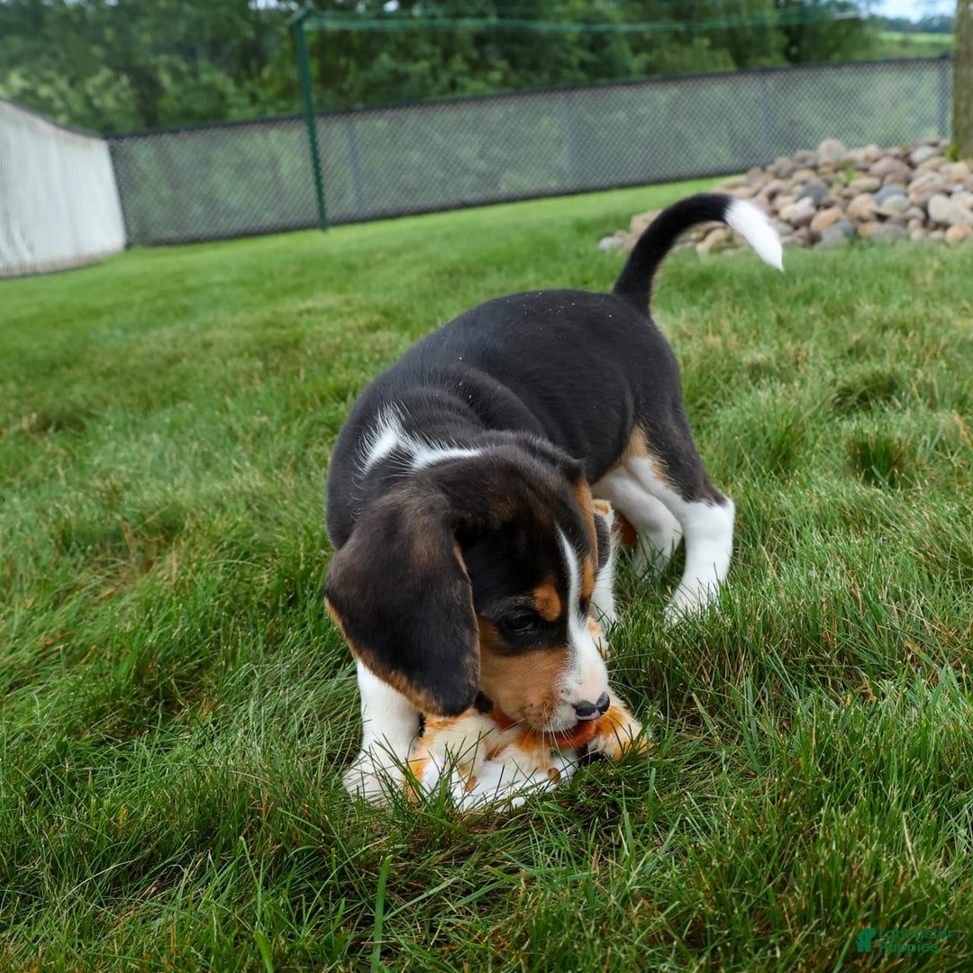 Beagle dogs for sale: Kirby - Image 7