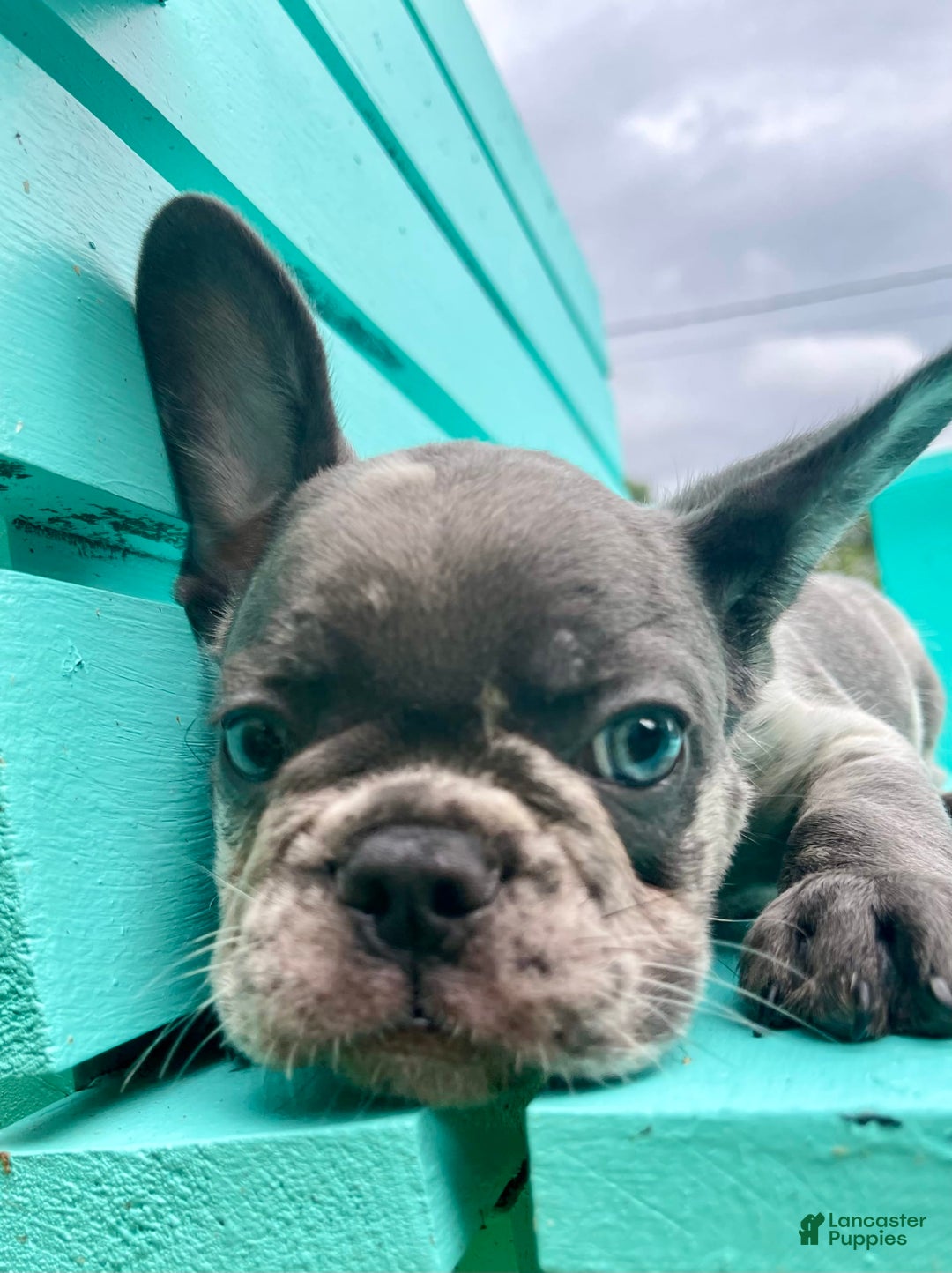 French Bulldog dogs for sale: Luna - Image 45