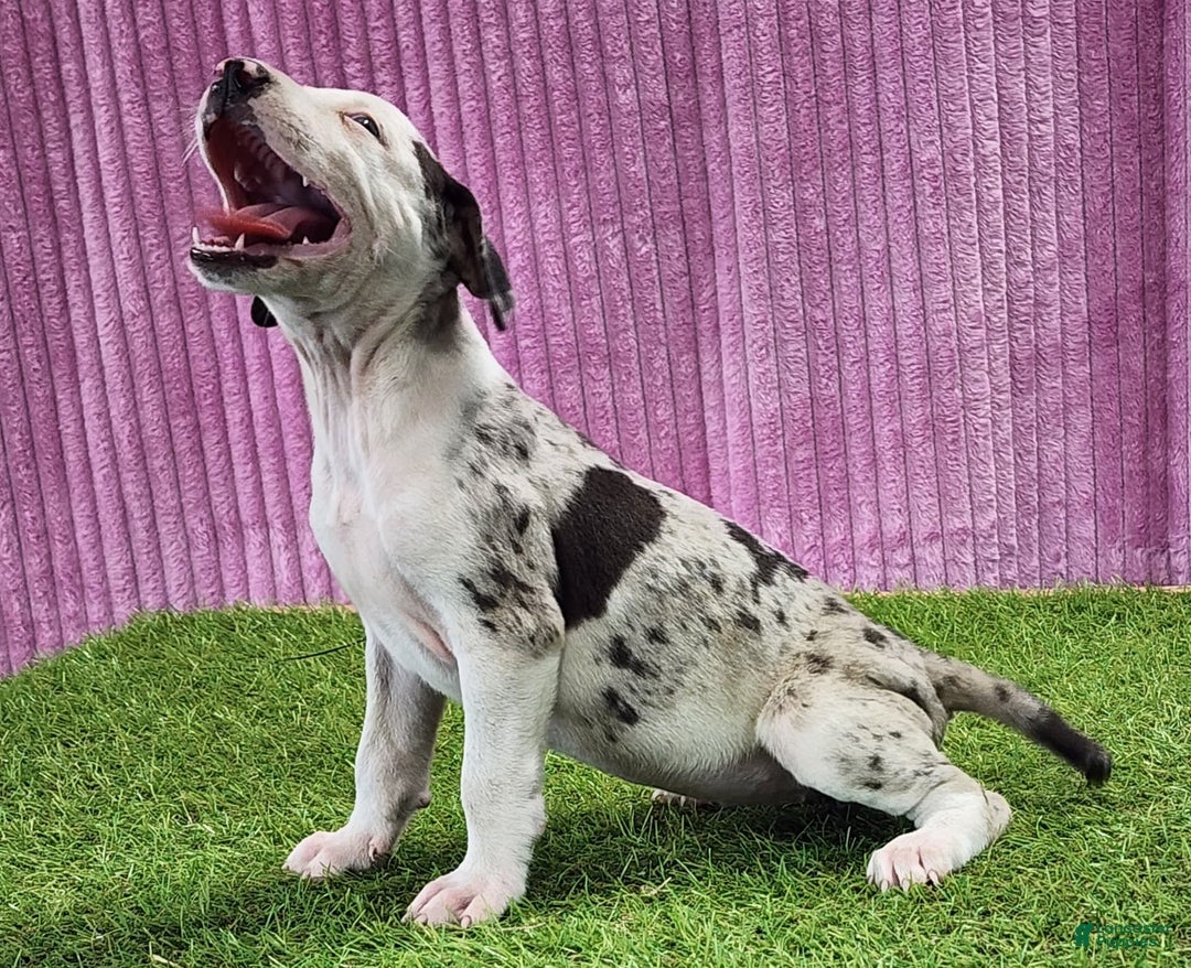 Catahoula Leopard Dog dogs for sale: Tess 2025 Female 5 - Image 3
