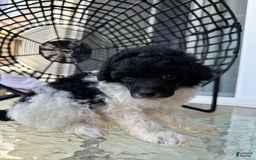 Miniature Poodle dogs for sale: Iron Man - Image 7