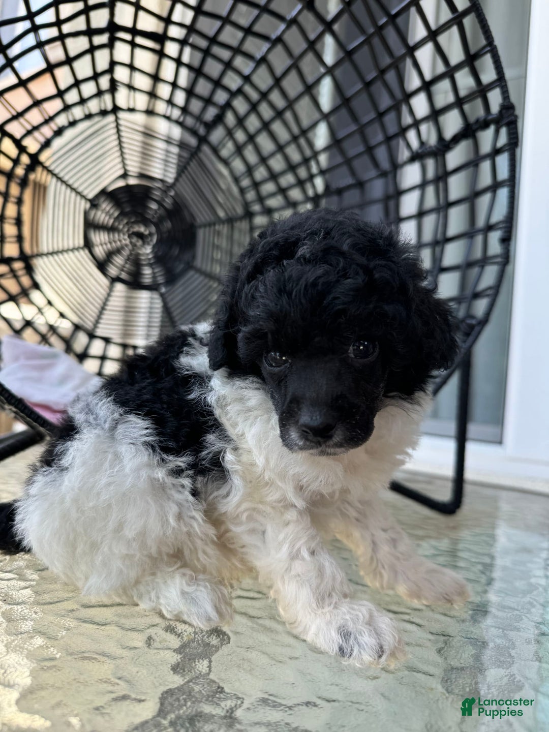 Miniature Poodle dogs for sale: Iron Man - Image 7