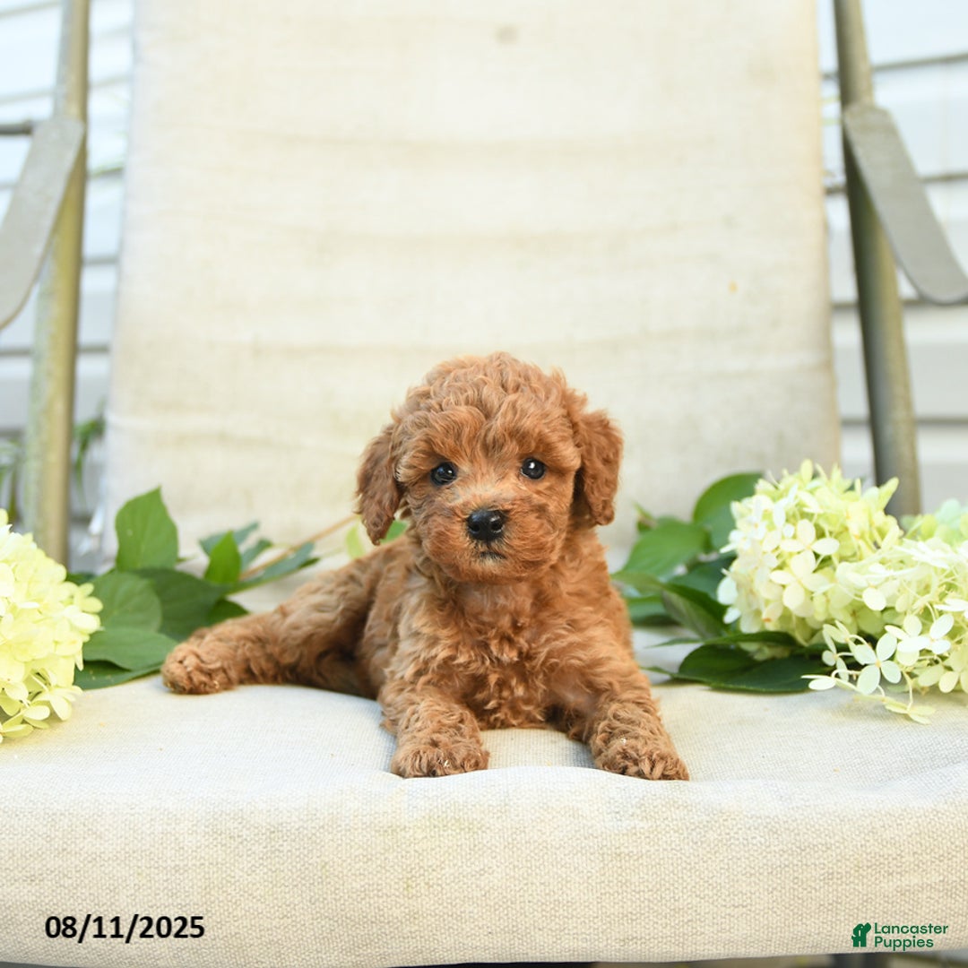 Mini Goldendoodle dogs for sale: Jodi - Image 3