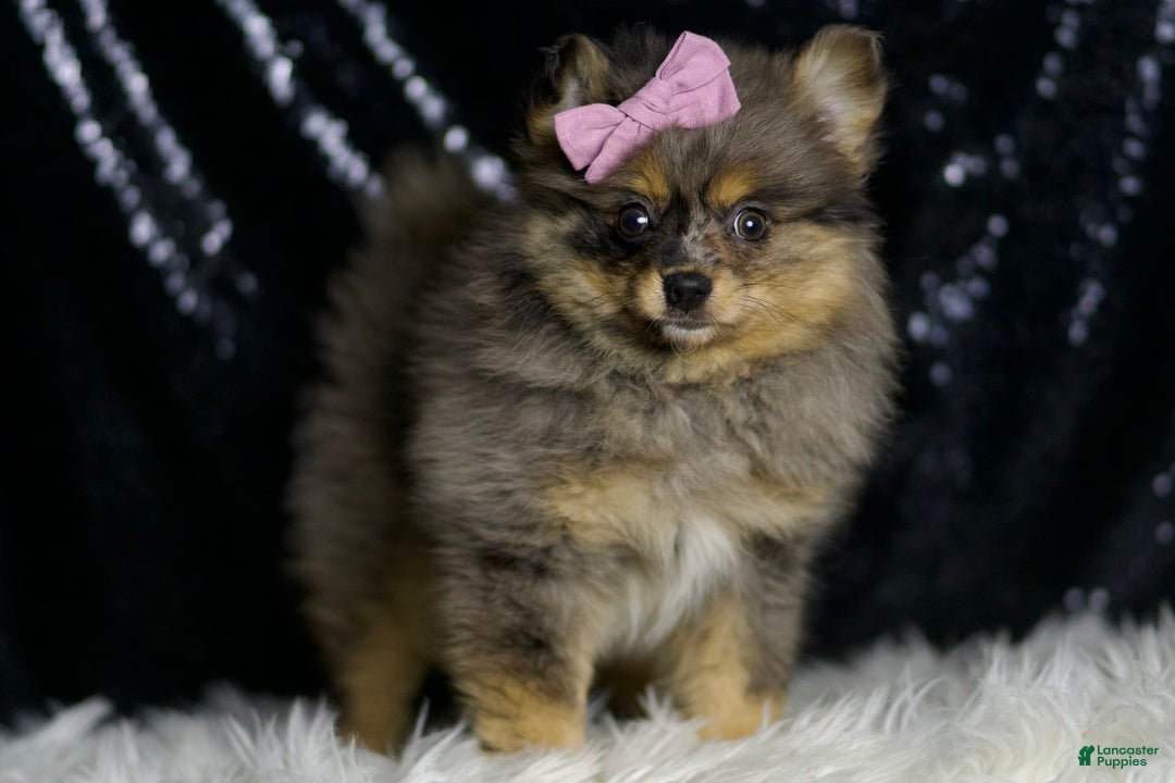 Pomeranian dogs for sale: Fluffy - Image 2