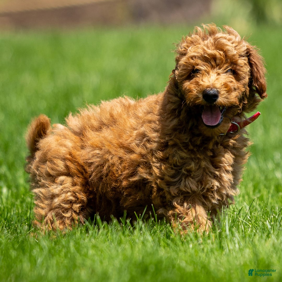 Goldendoodle dogs for sale: Annie - Image 2