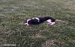 Cavalier King Charles Spaniel dogs for sale: Cavalier King Charles Spaniel 5 puppies - Image 12
