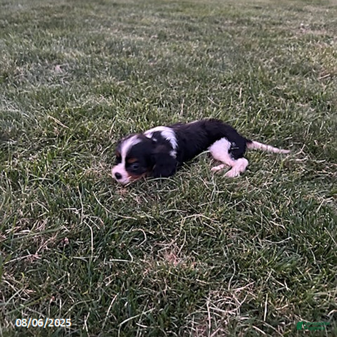 Cavalier King Charles Spaniel dogs for sale: Cavalier King Charles Spaniel 5 puppies - Image 12