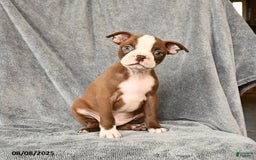 Boston Terrier dogs for sale: Marley - Image 1
