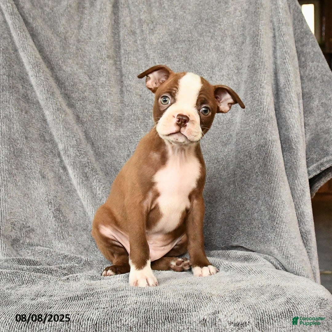 Boston Terrier dogs for sale: Marley - Image 1
