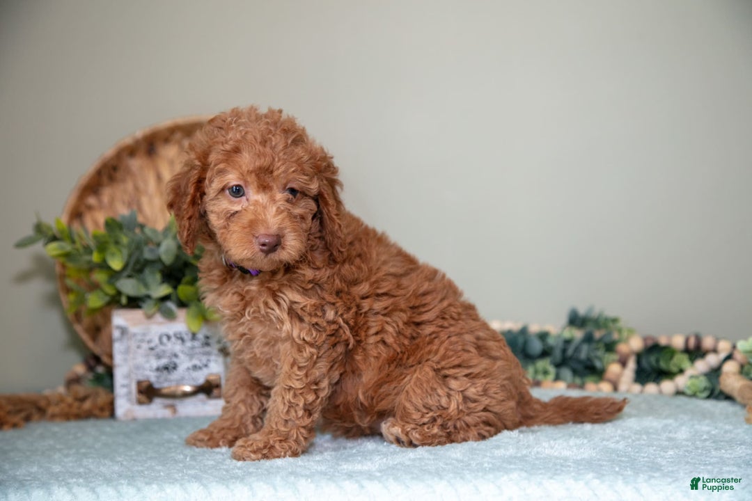 Cavapoo dogs for sale: Gigi - Image 3