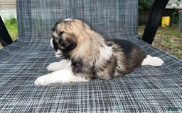 Shih Tzu dogs for sale: Teddy - Image 1