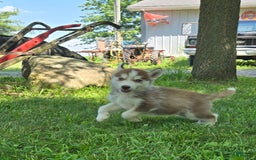 Siberian Husky dogs for sale: Poe - Image 3