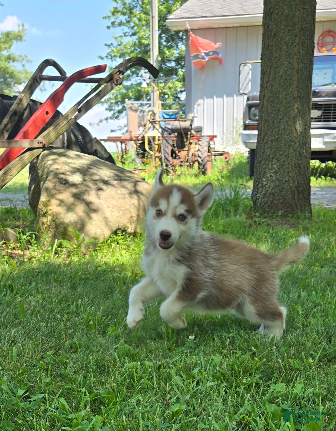 Siberian Husky dogs for sale: Poe - Image 3