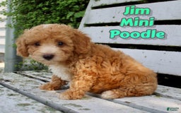 Miniature Poodle dogs for sale: Jim - Image 1