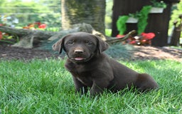 Labrador Retriever dogs for sale: Whimsy - Image 6
