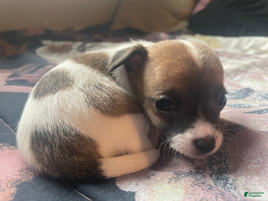 Chihuahua dogs for sale: Bia - Image 8